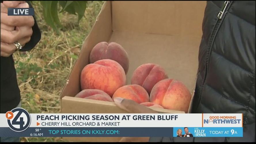 Pick some juicy peaches at Green Bluff before the season is over Food