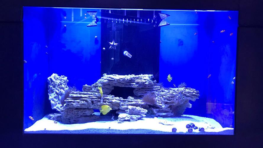 Interactive aquarium ‘Blue Zoo’ opens in the Northtown Mall today