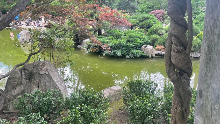 Spokane Parks and Rec says Koi aren't affected by pond algae News