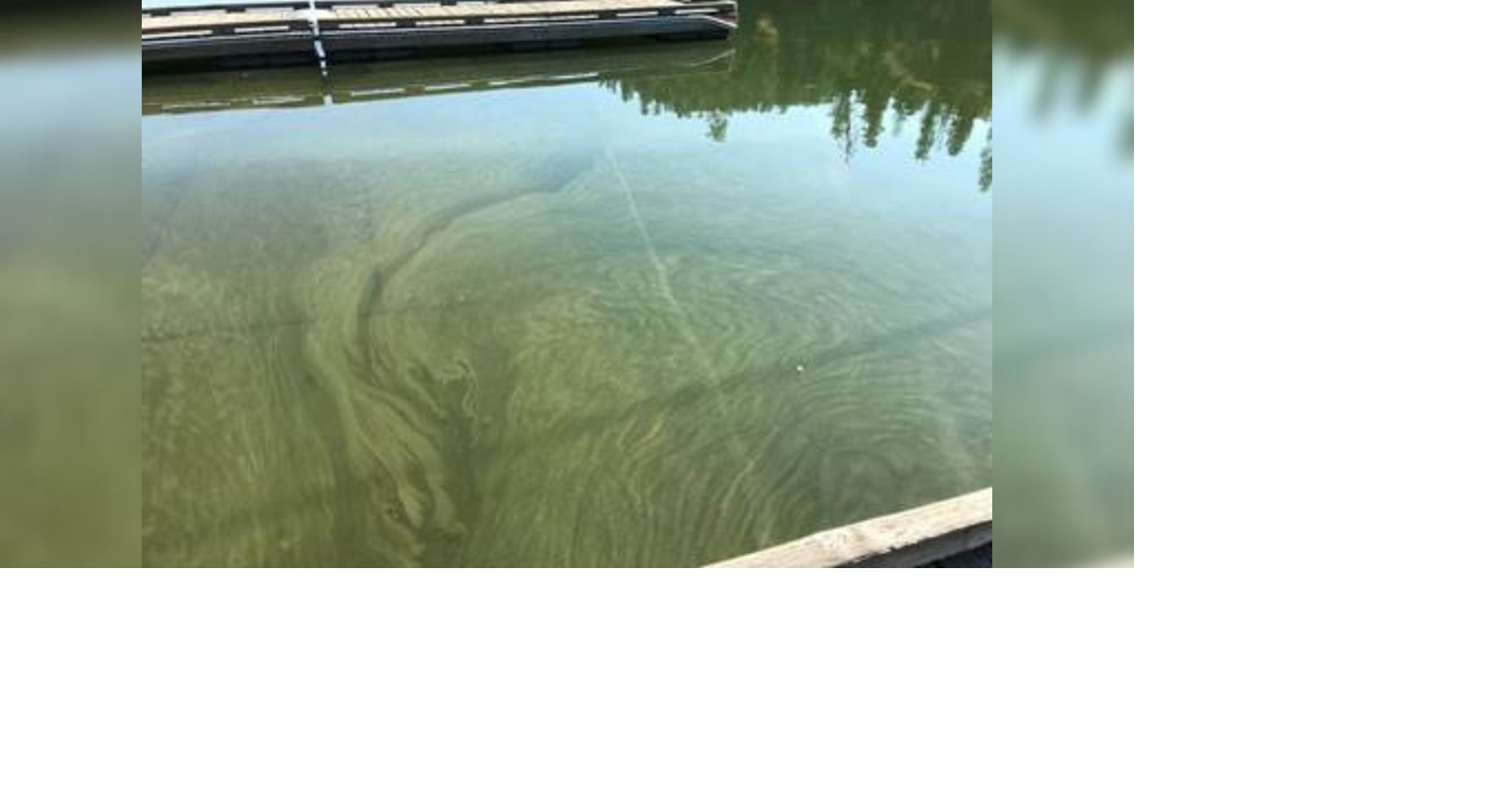 Province says blue-green algae detected in 4 Nova Scotia lakes