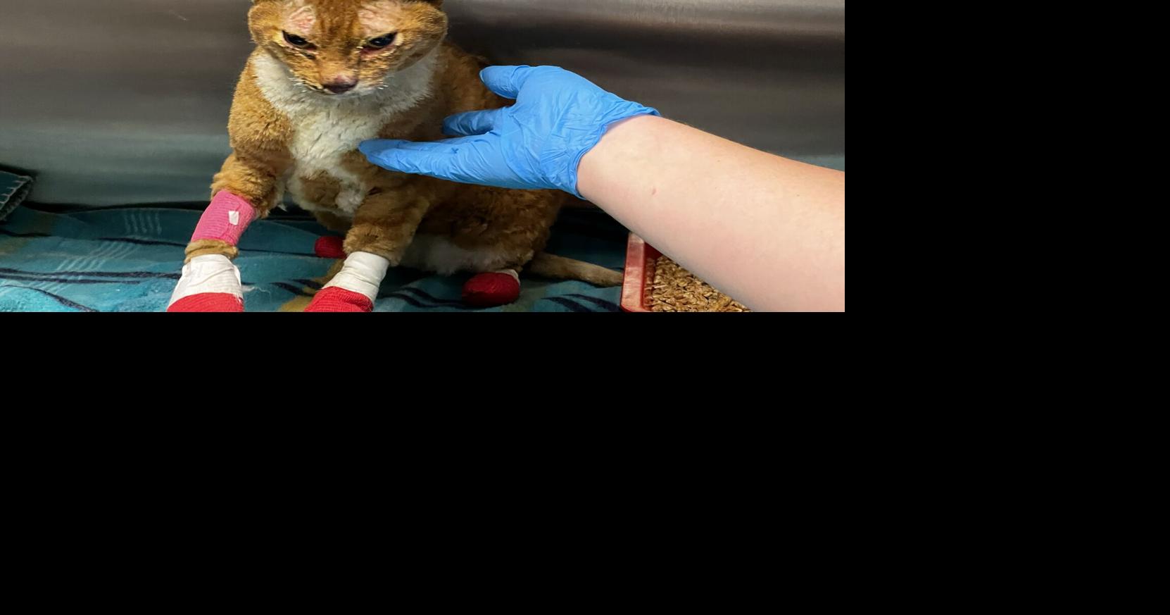 SCRAPS trying to track down owner of cat burned in Spokane-area wildfire