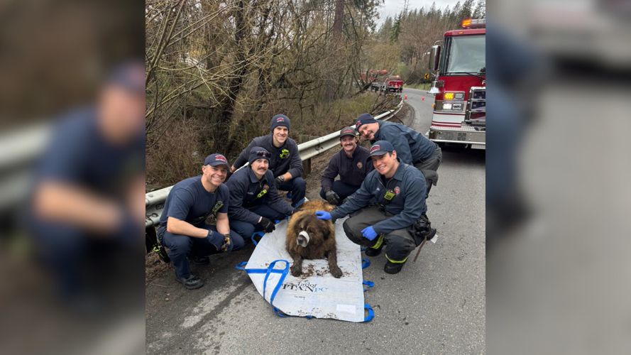 Firefighters rescue 200-pound dog stuck in the mud | News | kxly.com