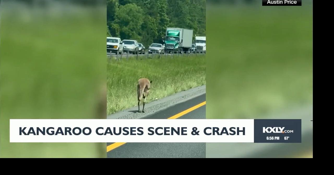 Kangaroo causes scene and crash | Video | kxly.com