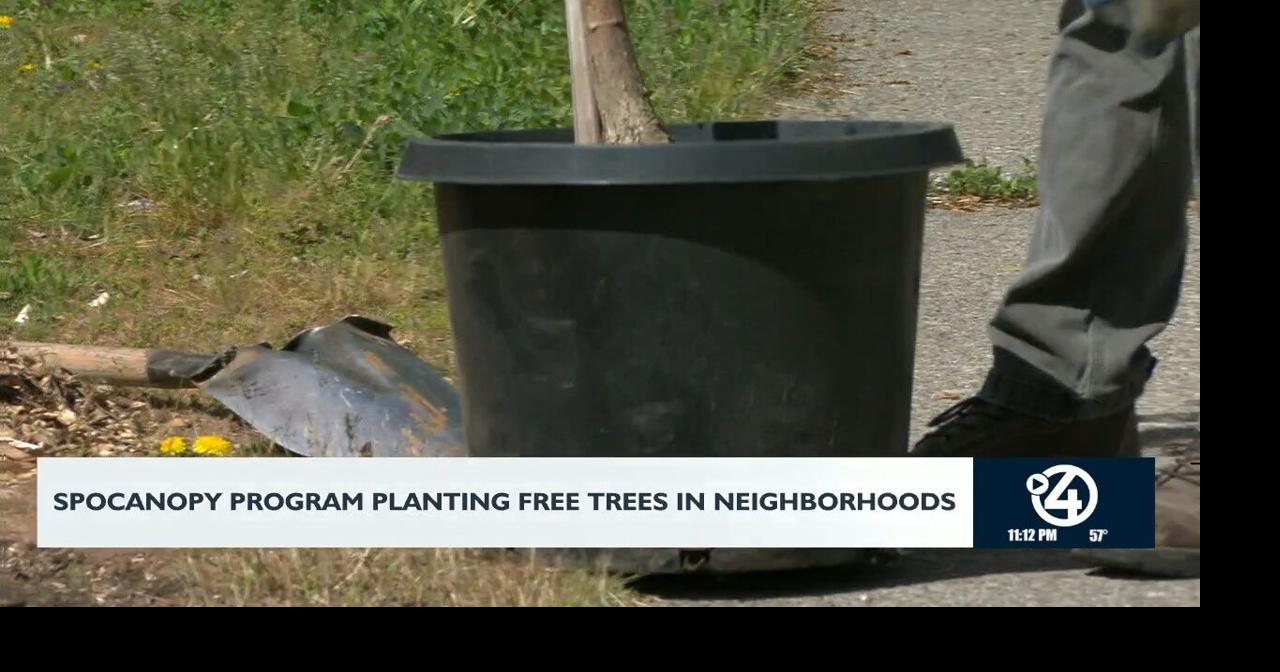 SpoCanopy program planting free trees in neighborhoods | Video | kxly.com