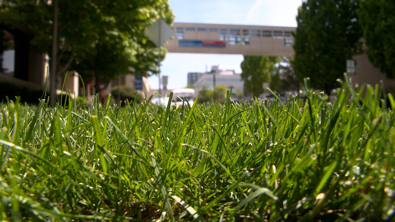 High pollen counts trigger early allergy season in Spokane | News ...