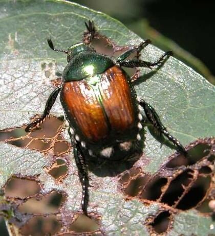 Possible Japanese Beetle sightings in Kootenai County | North