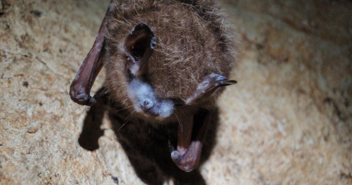 White-nose syndrome reported in northern Idaho bats for the first time