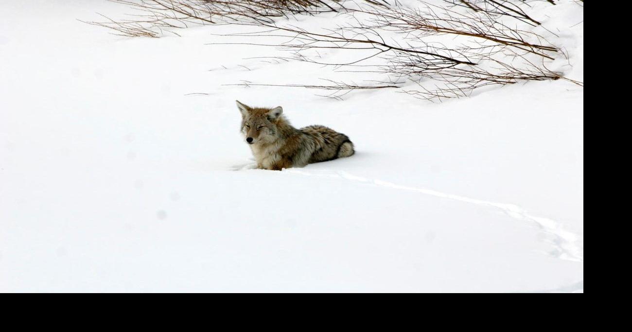 Idaho Fish and Game investigating reports of coyotes chasing skiers