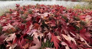 Annual Residential Leaf Collection Scheduled in Pullman