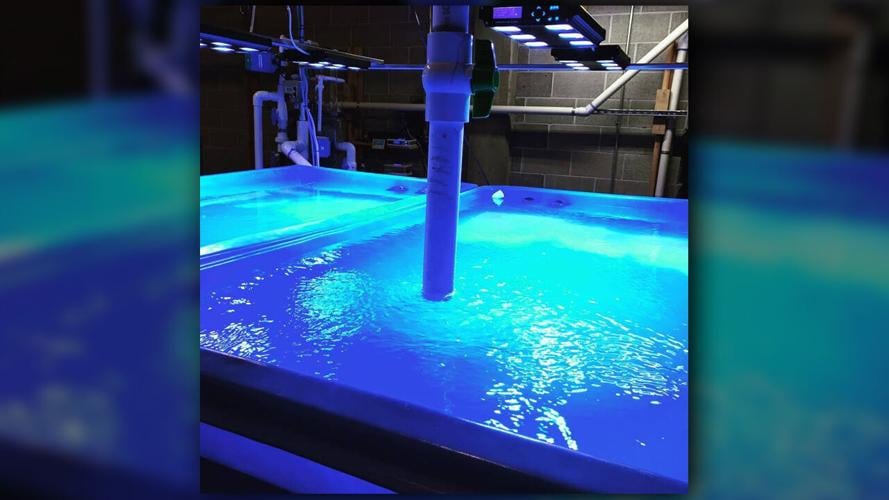 “Blue Zoo” interactive aquarium coming to Spokane Education