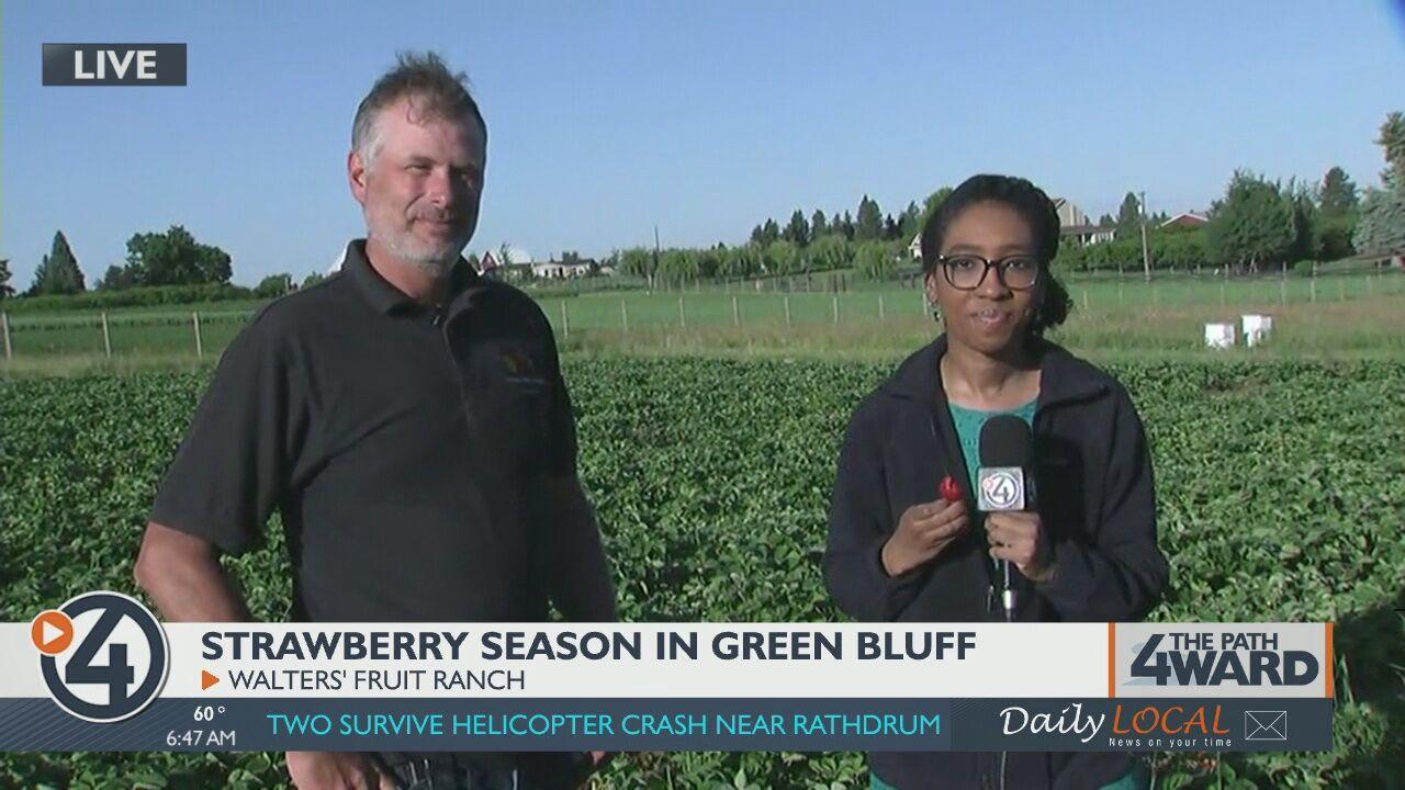 Strawberry season at Green Bluff UPick with Walters’ Fruit Ranch Food and Drink