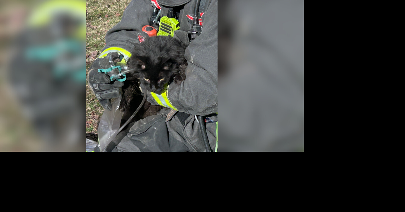 Spokane firefighters rescue cat from house fire | News | kxly.com