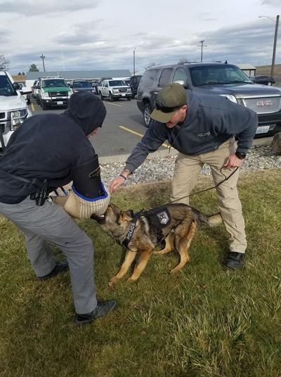 Moses Lake Police use spike strips and K9 “Chief” to catch wanted felon ...