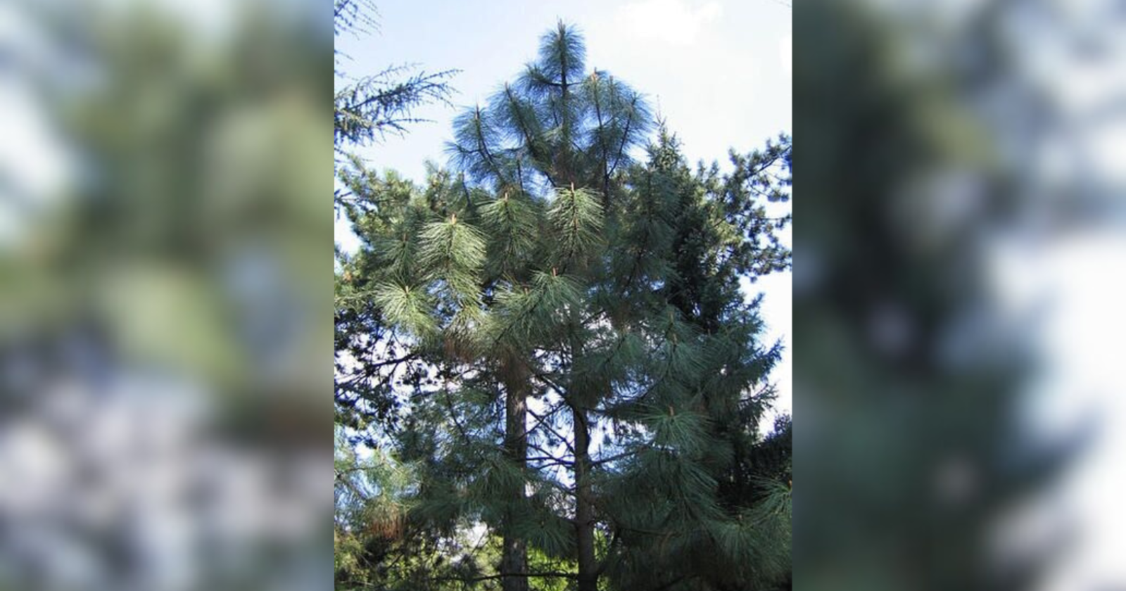 Organizations planting 11,000 new pine trees off I-90 in Spokane Valley - Vimarsana News