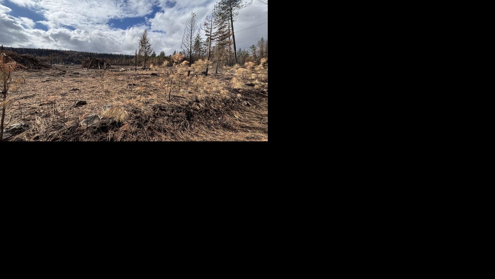 Homeowners clear fire-damaged trees following Autumn Lane Fire | News ...