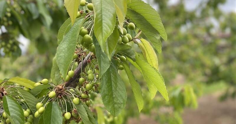 Peach and cherry trees bud as Green Bluff recovers from last year’s ...
