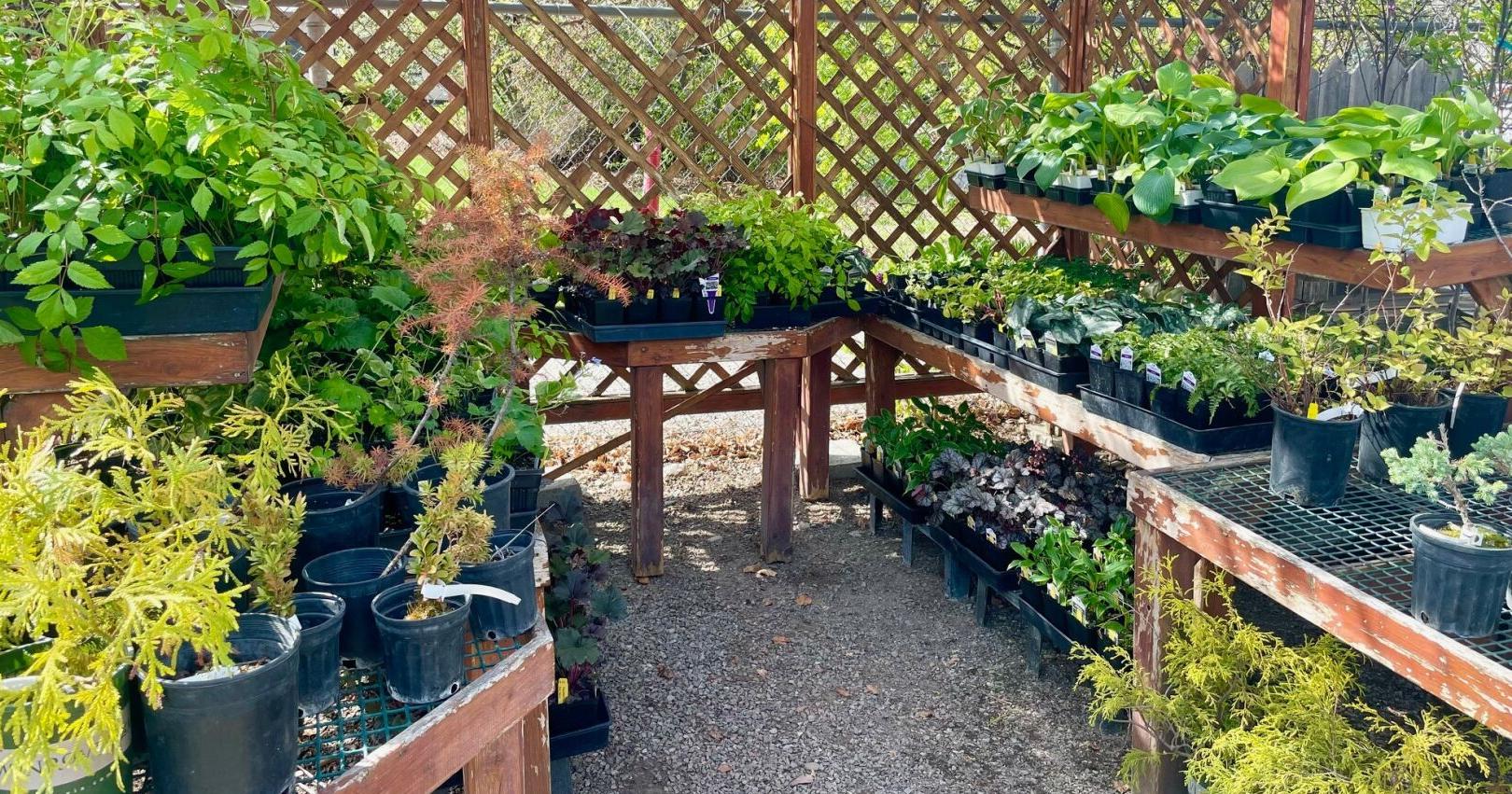 Spokane Community College students sell spring plants - Vimarsana News