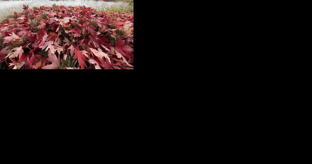 City leaf pick-up underway in Spokane - Vimarsana News