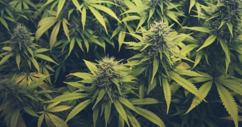 Federal marijuana reclassification brings hope to Spokane dispensaries