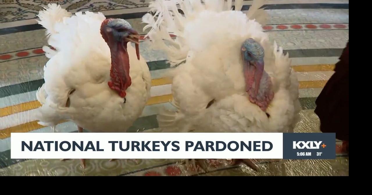 National turkeys pardoned Video