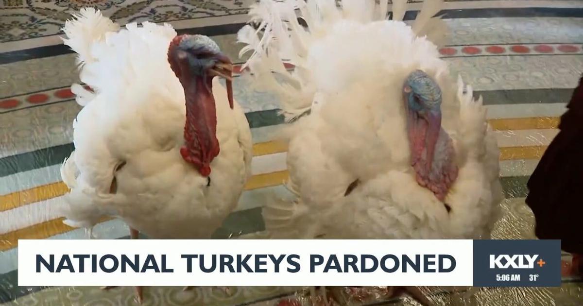National Turkeys Pardoned Video Kxly national-turkeys-pardoned-video-kxly