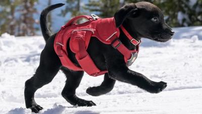 Reba the Schweitzer Avalanche Dog Team puppy!