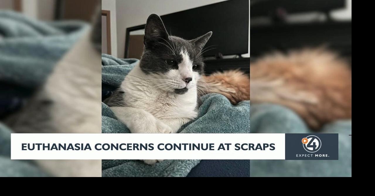 Woman's cat euthanized at SCRAPS just hours after going missing Video