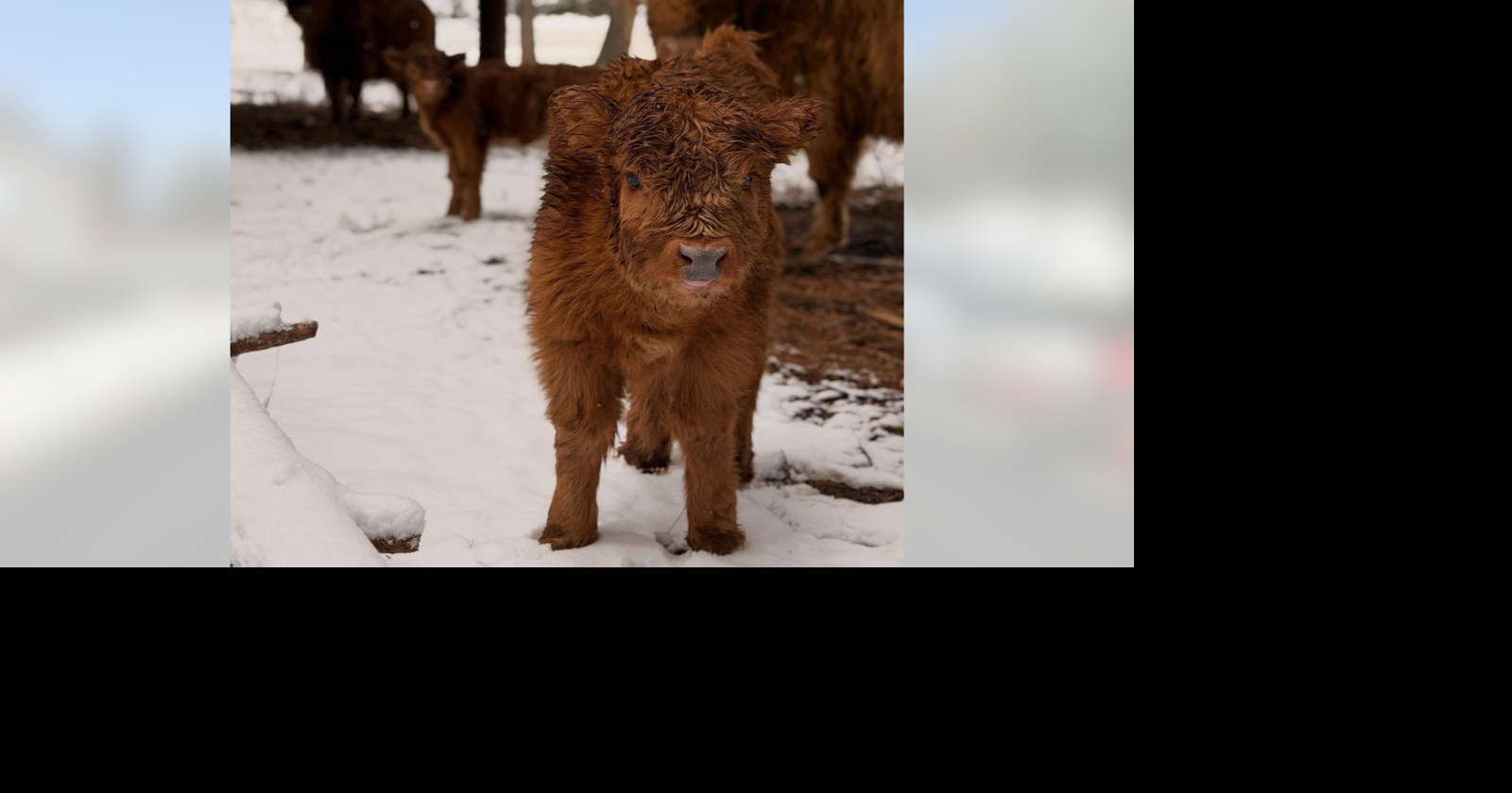 Spokane fair unveils baby cow mascot