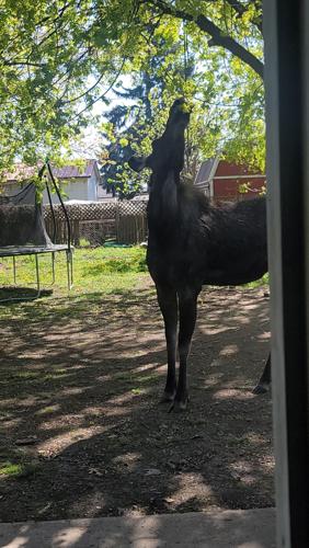 Moose sighting in Spokane Valley