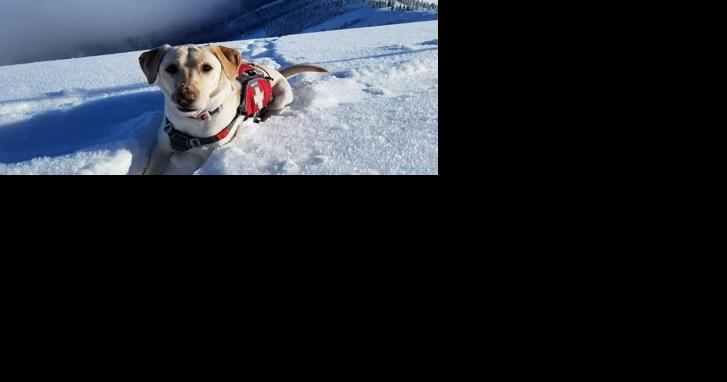 Schweitzer avalanche dog suffers heart attack, recovering - Vimarsana News