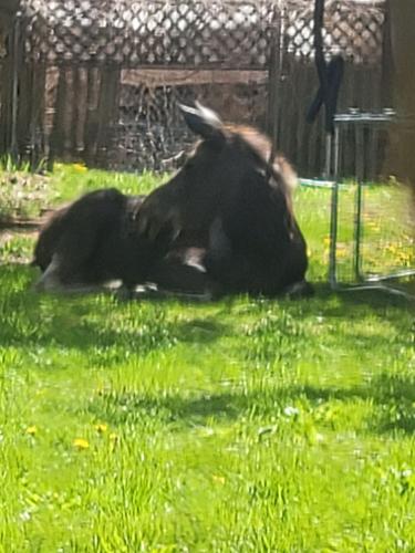 Moose sighting in Spokane Valley