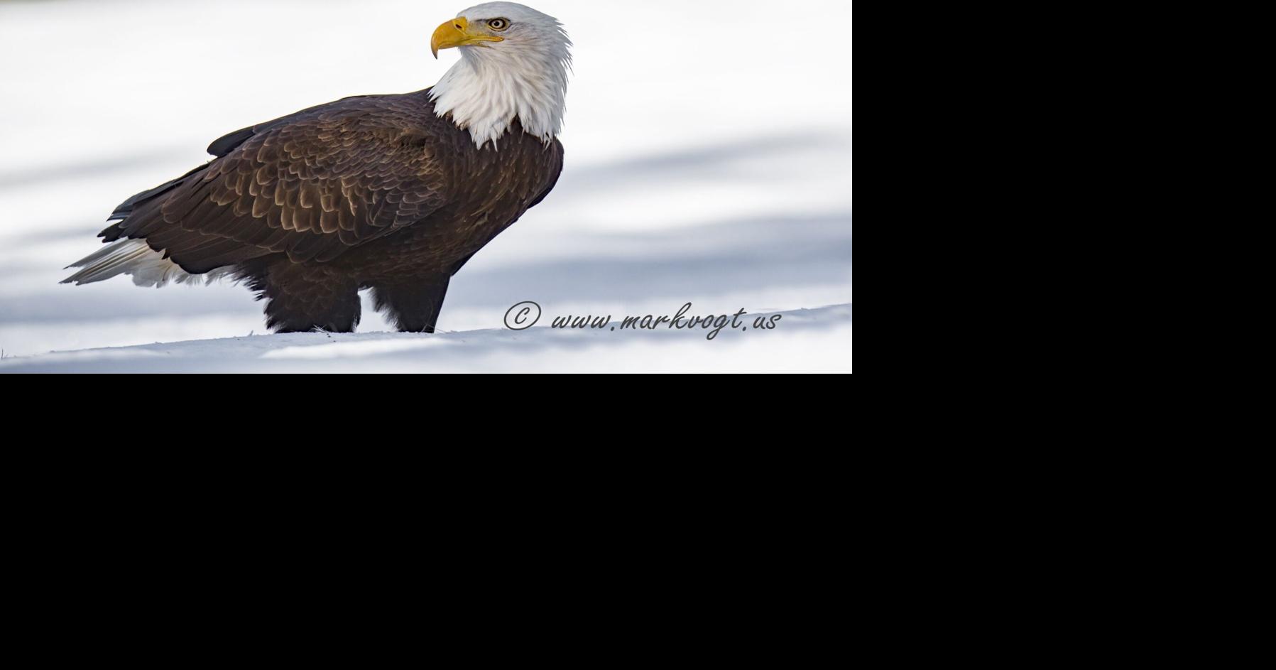 Cusick, St. Ignatius men indicted for poaching 3,600 birds, including