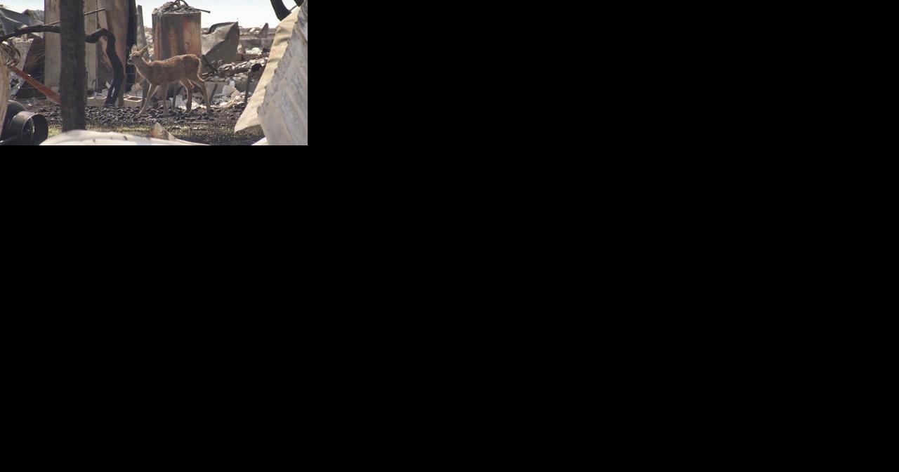 WATCH: Lone fawn spotted in the rubble where hundreds lost their homes in the Medical Lake fire - Vimarsana News