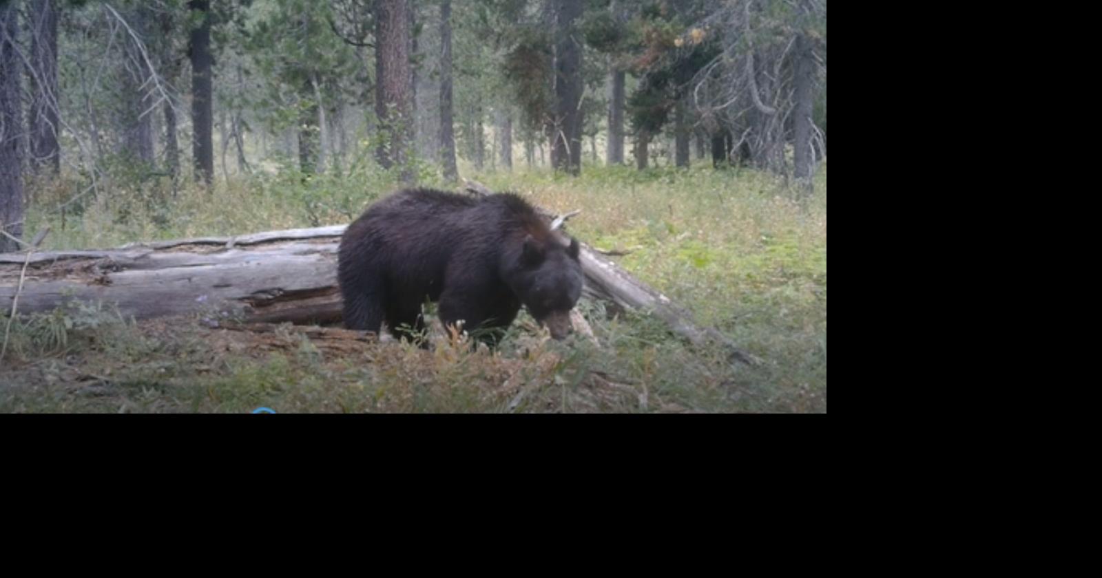 ‘Back away slowly’: Idaho Fish and Game offers safety tips as bears wake up from hibernation
