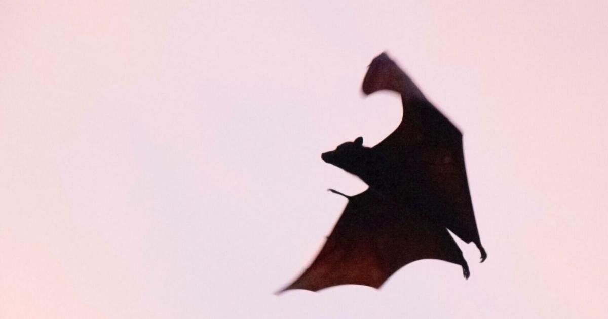 Bat tests positive for rabies in Spokane County – KXLY Spokane