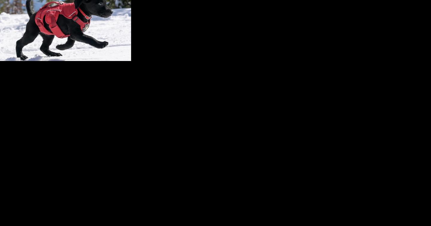 Meet the newest Schweitzer Avalanche Dog Team member, Reba - Vimarsana News