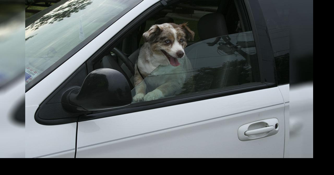 is it ok to leave a dog in a car with the windows cracked