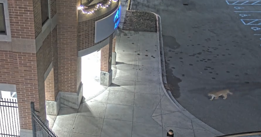 Mountain lion euthanized in Lewiston due to public safety concerns