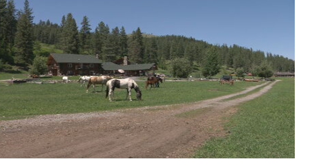 'This is the worst it's been': Wolves take aim at Republic ranch livestock - Vimarsana News