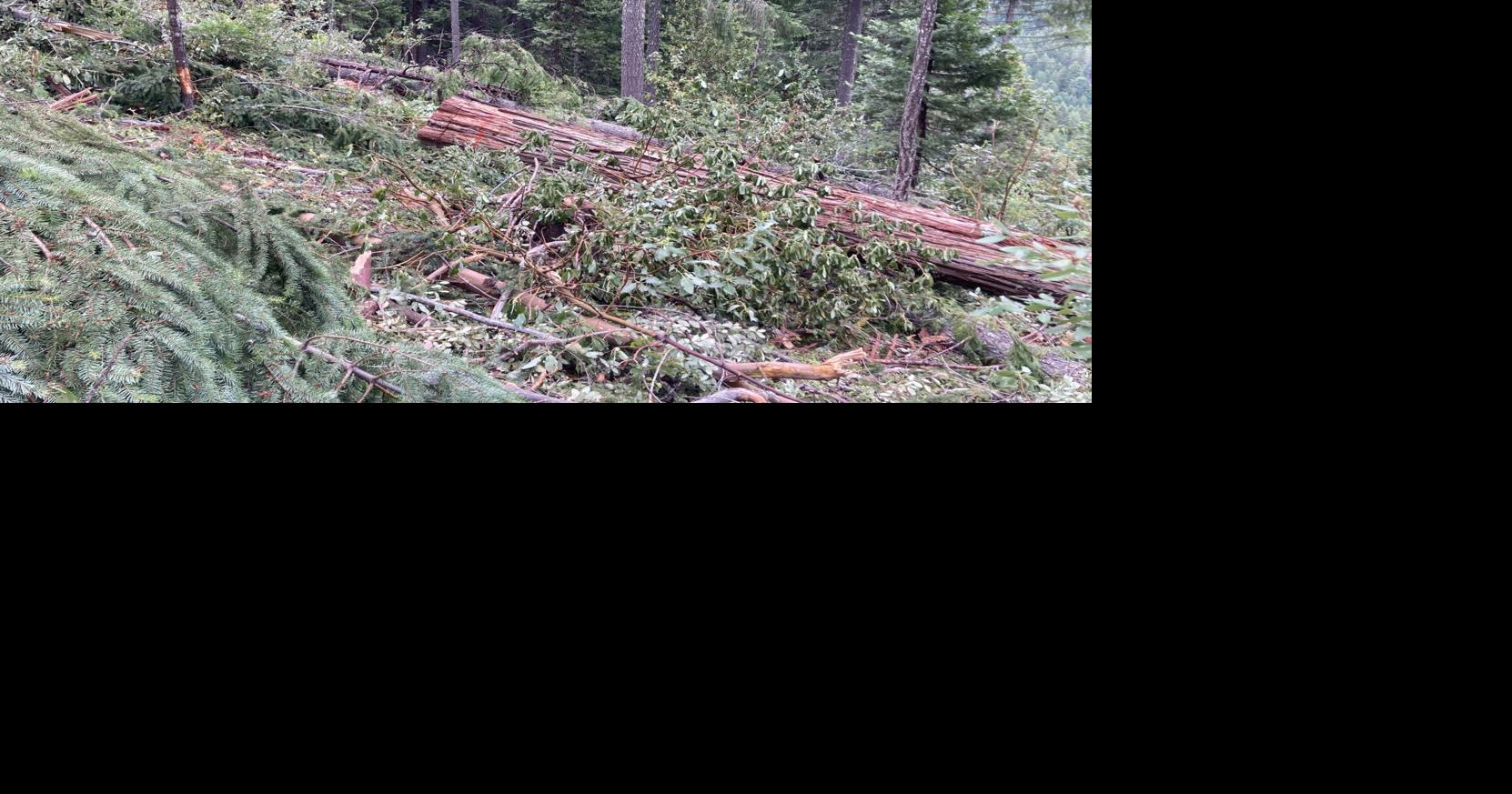 Logging continues to pose a major threat, a new report finds | Local ...