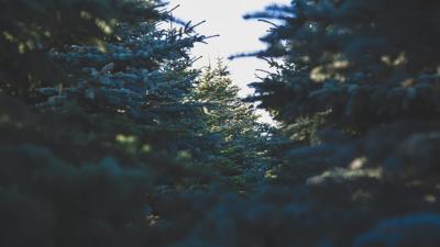 pine-christmas-tree-farm_1574626411923-jpg_39657762_ver1-0.jpg