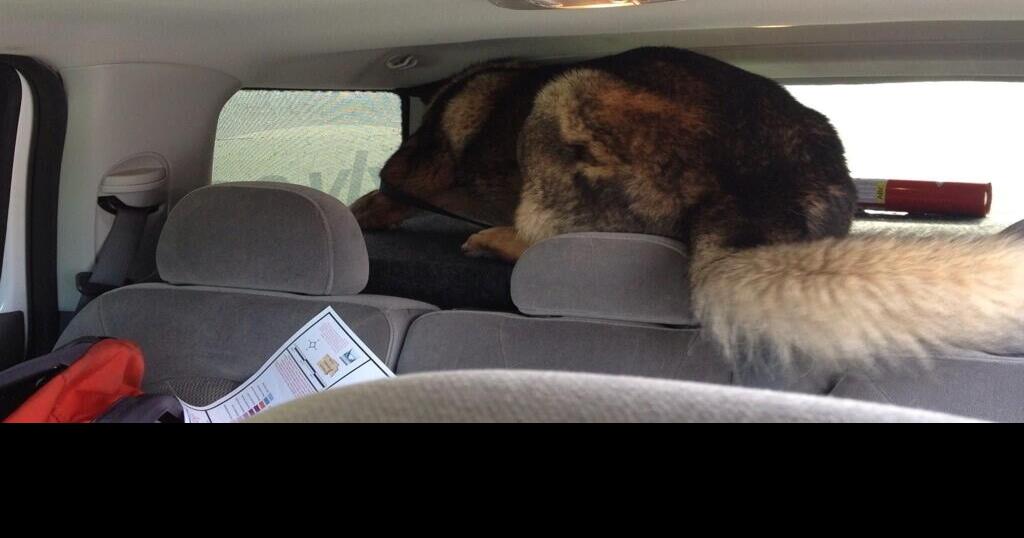 New pot laws throwing K9s’ scent off Local News