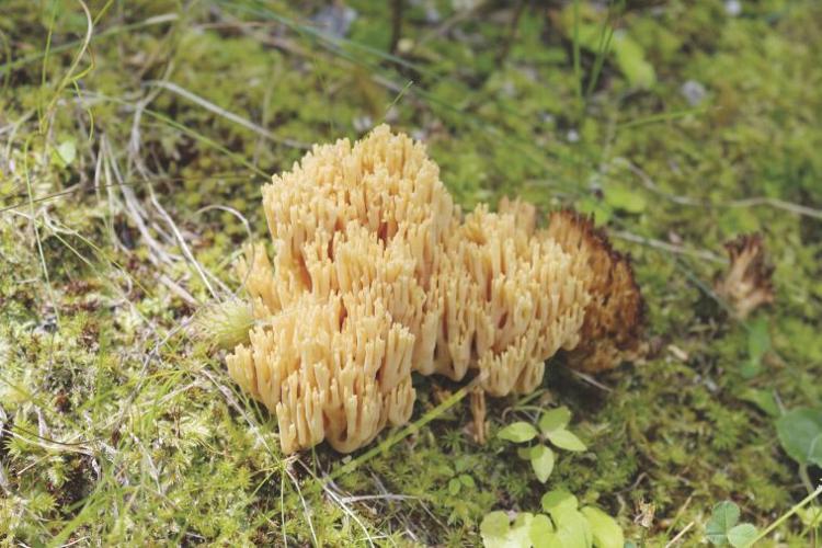Coral Fungus