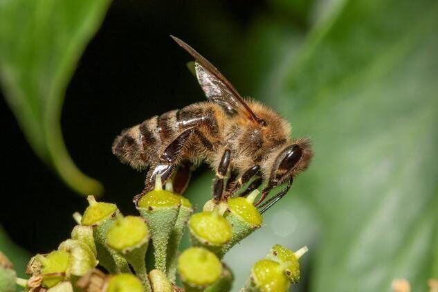 Honeybees exert “flower power” over rival pollinators, reveals new research