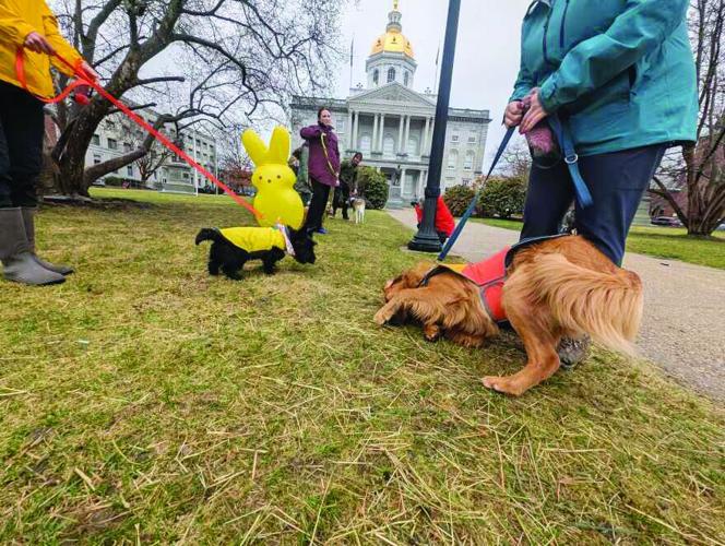 Ebenezer the Scottish terrier