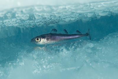 An Arctic cod (_Boreogadus saida_) swims under the ice.