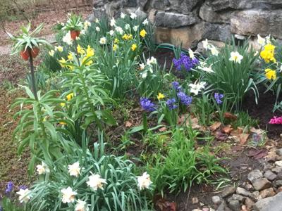 Jan Hooper's flowers