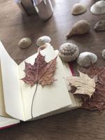 Journaling Nature