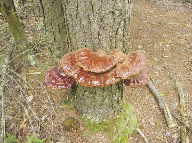 Fungus on Hemlock