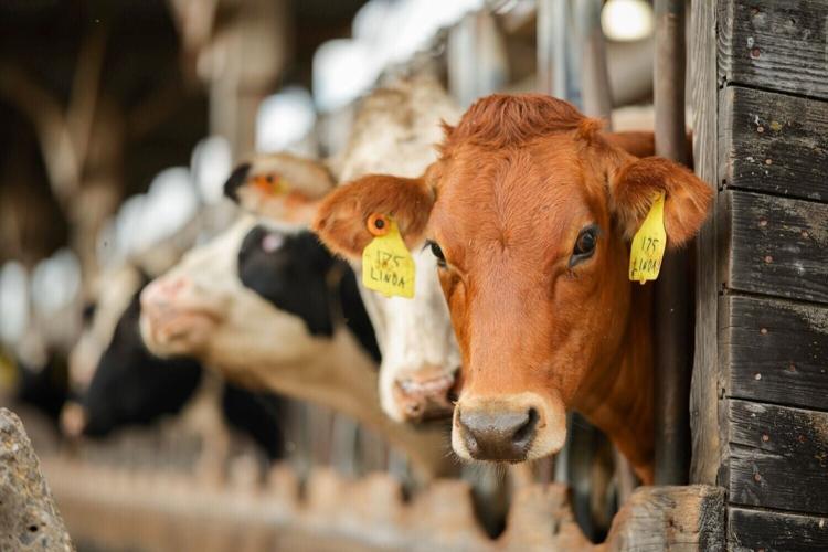 chobani cow.jpeg